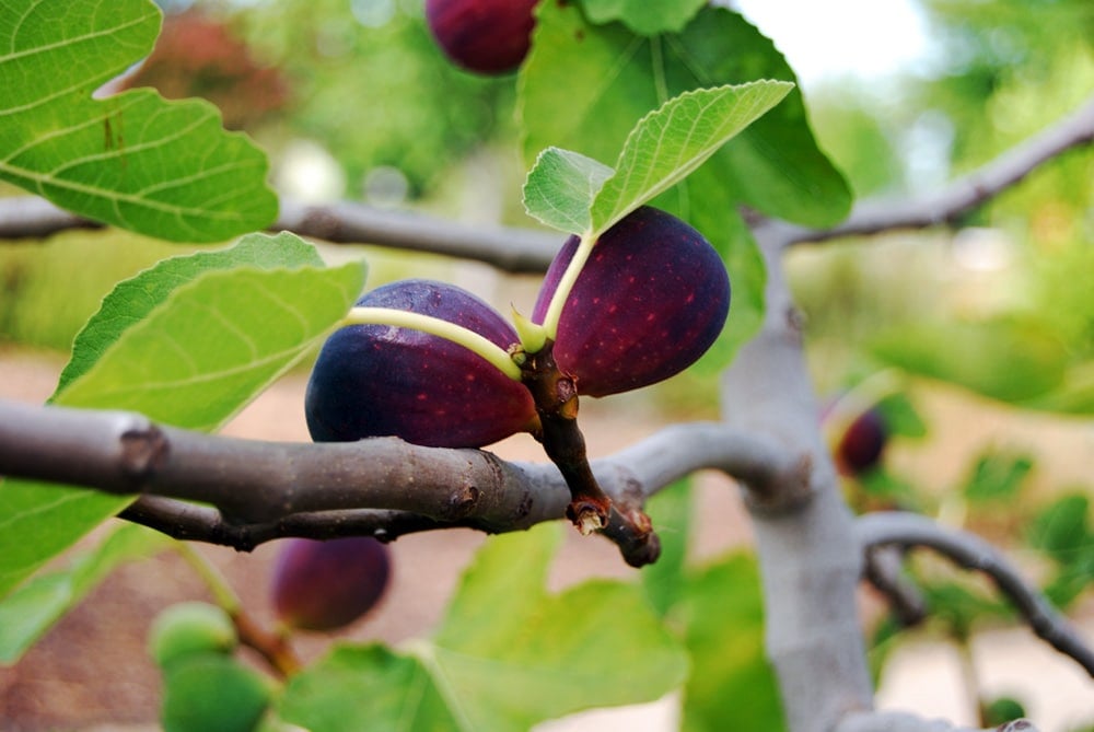 Mission figs growing on a tree.