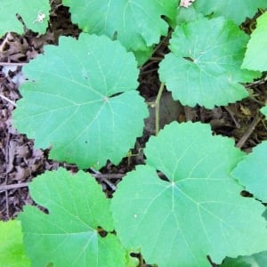 Wild grape leaves, ready to be made into pickled grape leaves.
