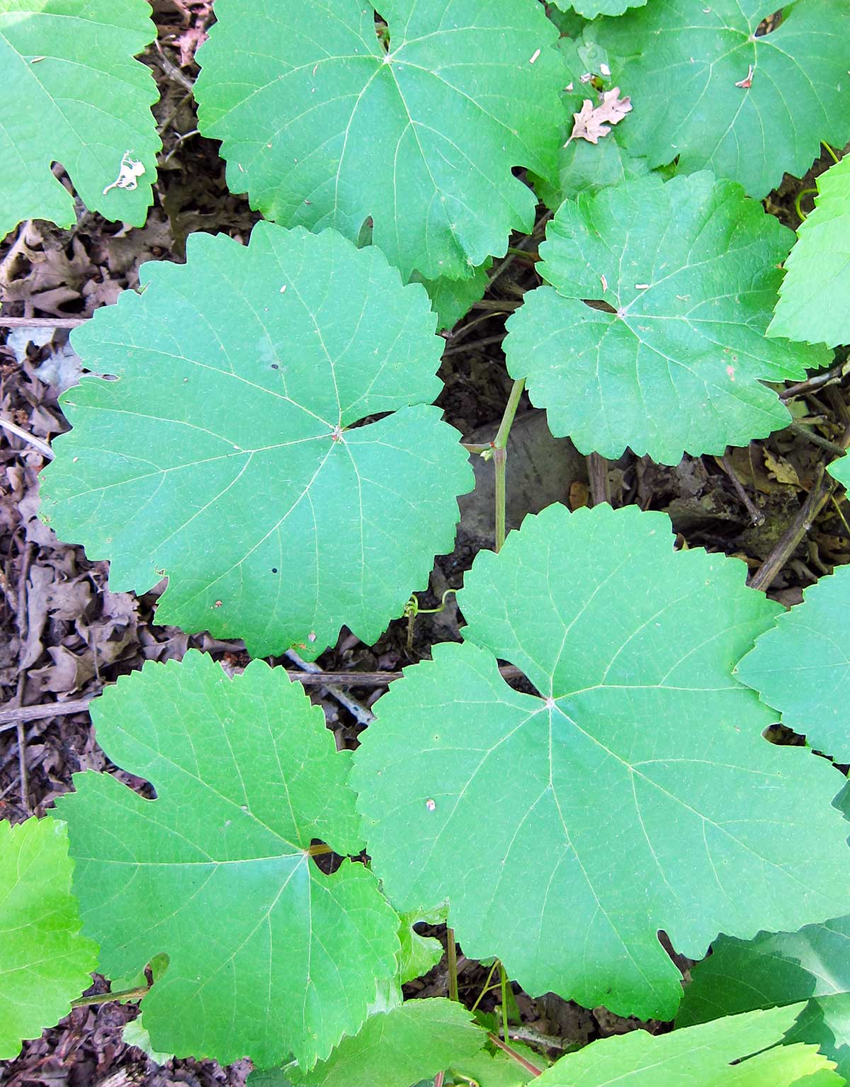 Wild grape leaves ready to be made into pickled grape leaves. 
