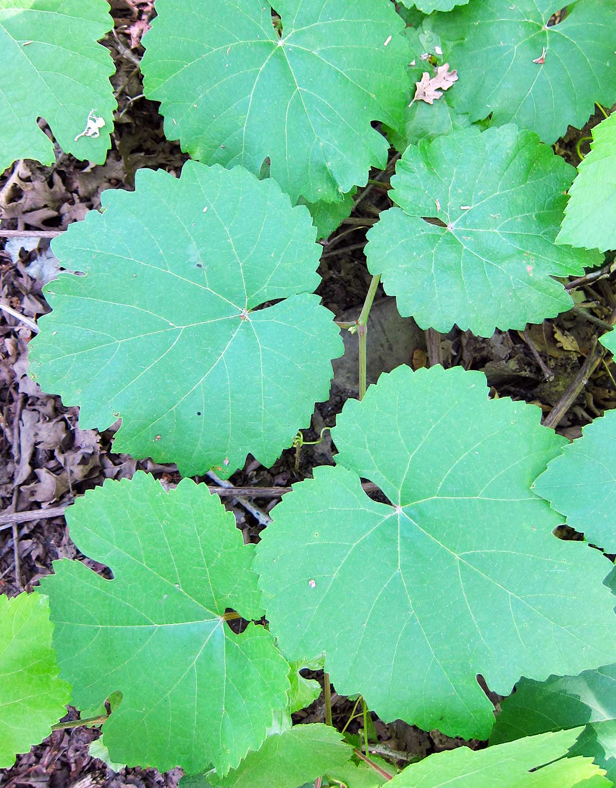 where to buy grape leaves canada