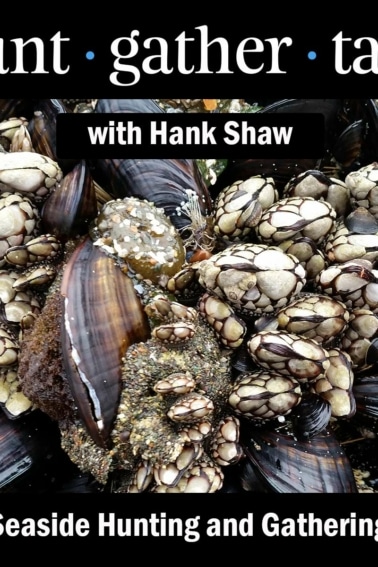 Hunt Gather Talk podcast art for seaside foraging episode.