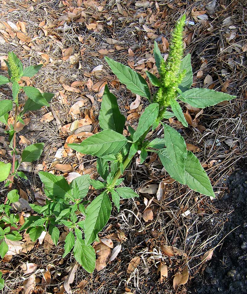 Amaranth growing along a roadside in California. 