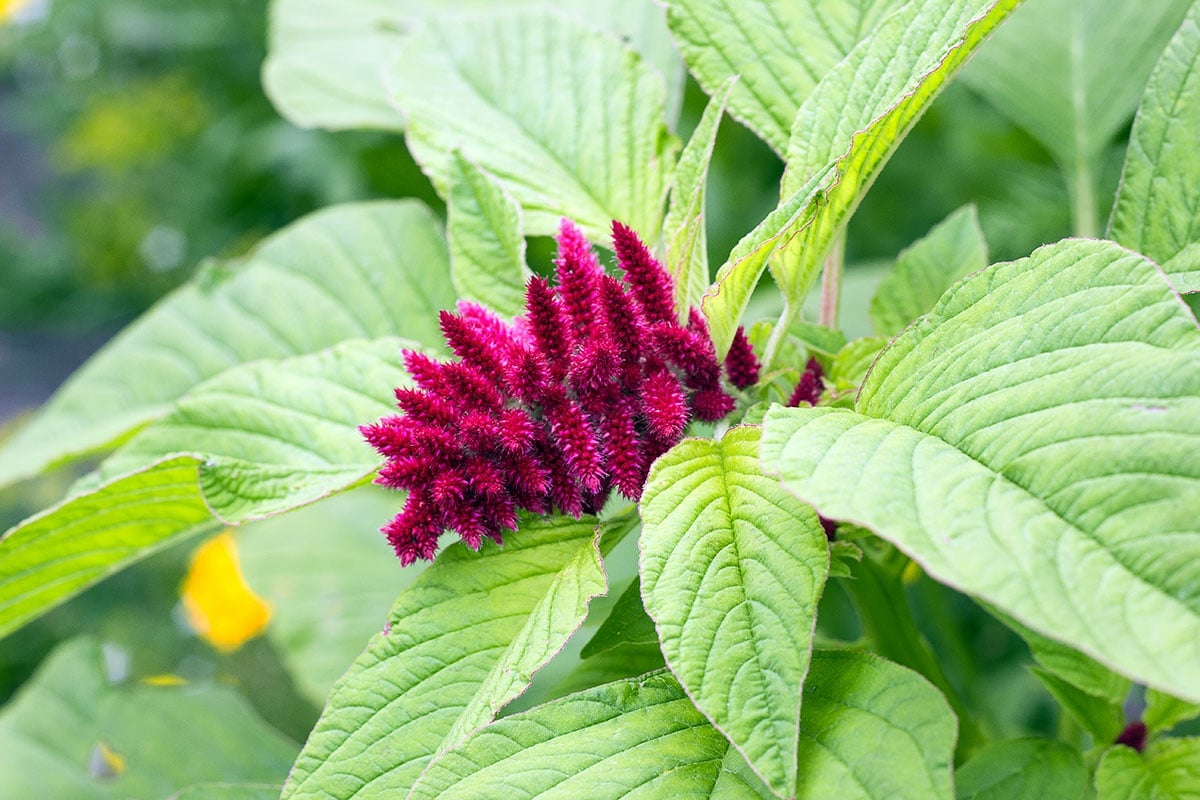 Amaranth plants starting to flower. 