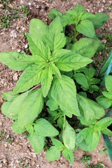 Common amaranth growing in the garden.