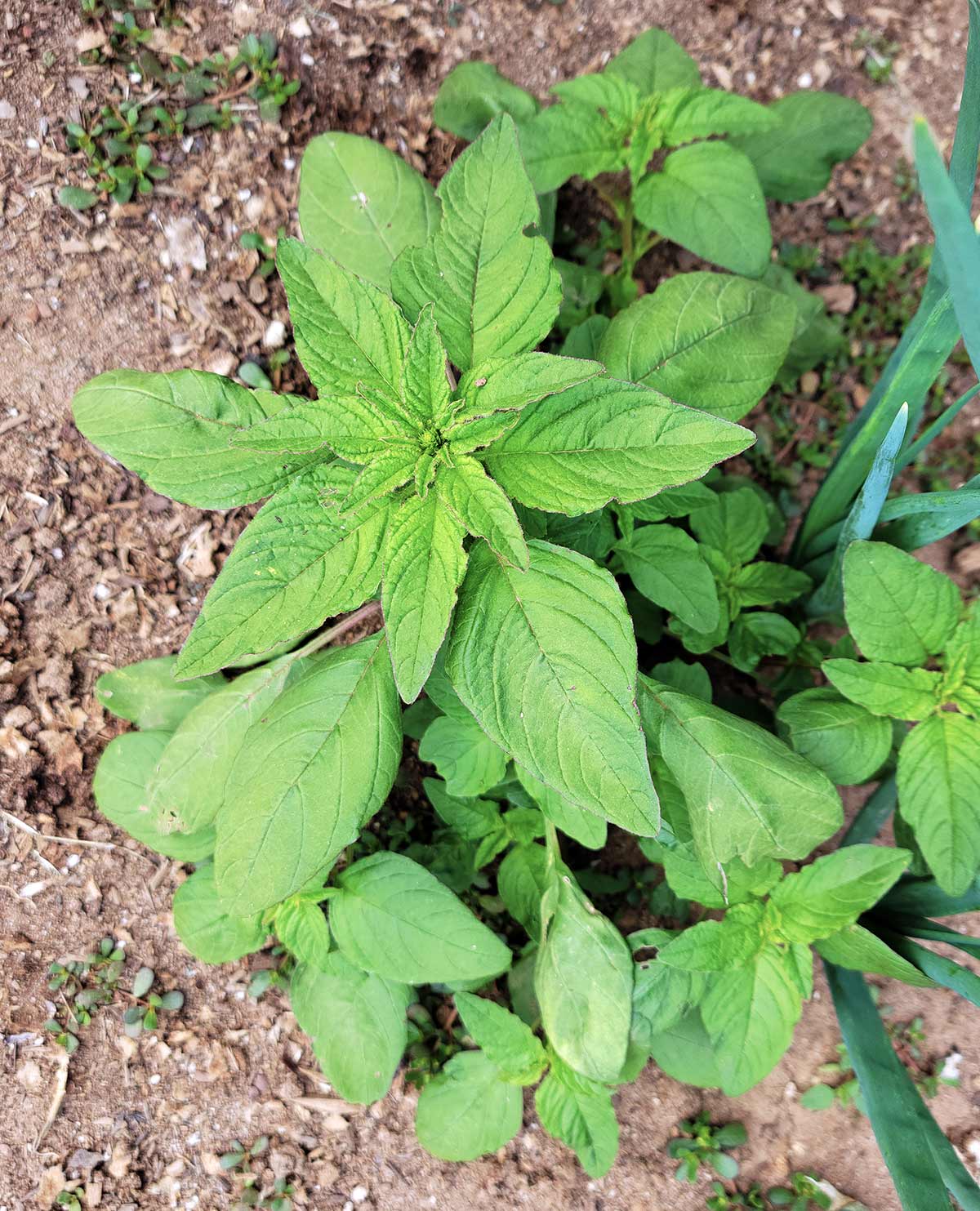 Common amaranth greens growing in the garden. 