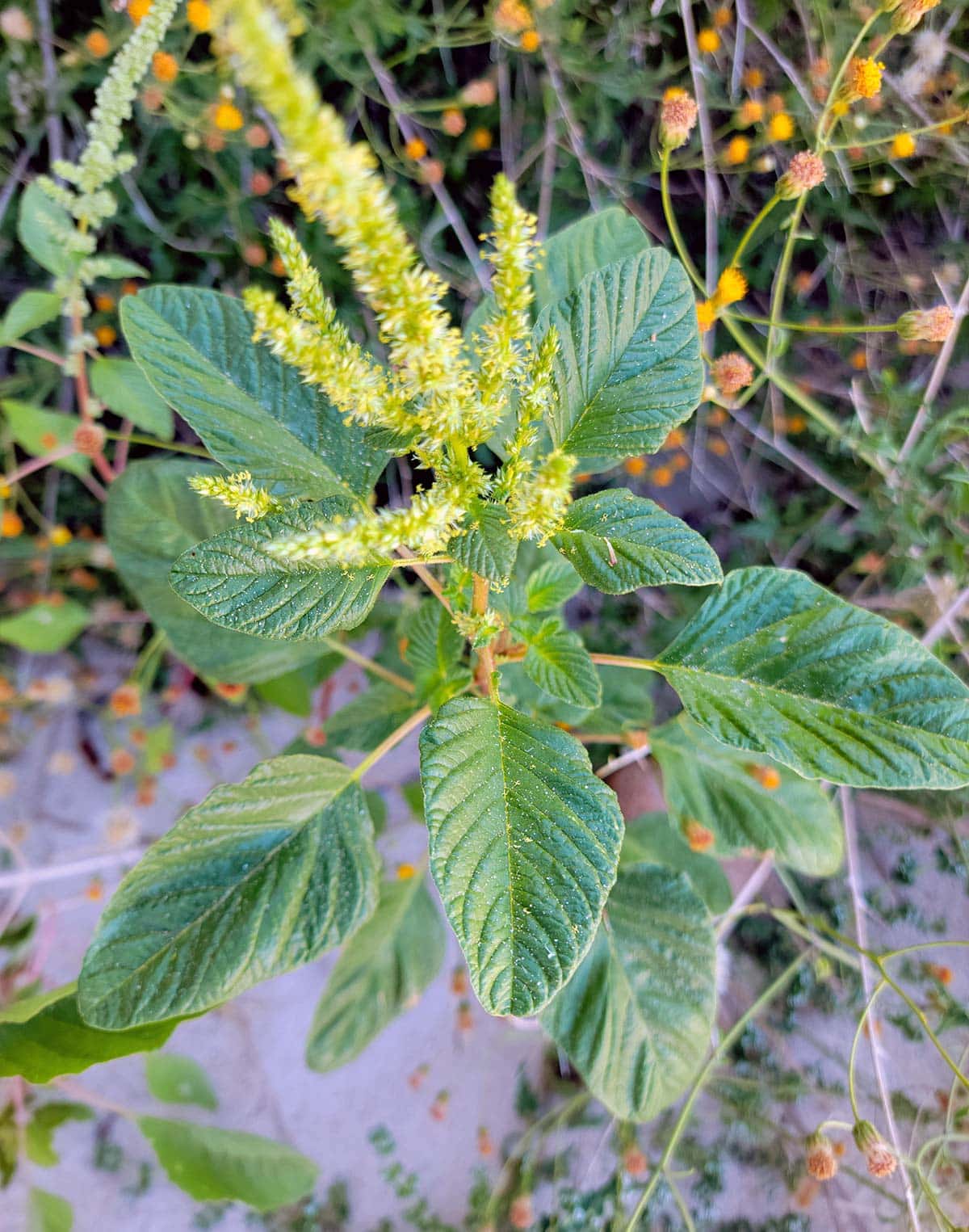 Amaranth growing on a beach in Baja Sur, Mexico. 