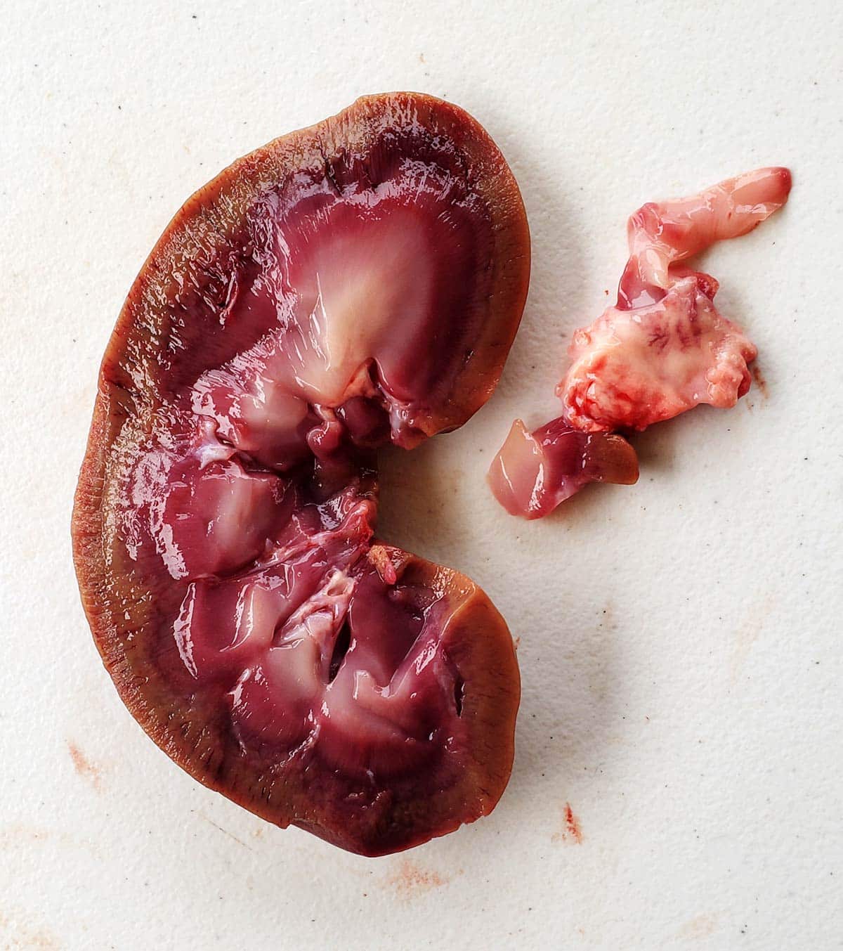 A cleaned deer kidney. 