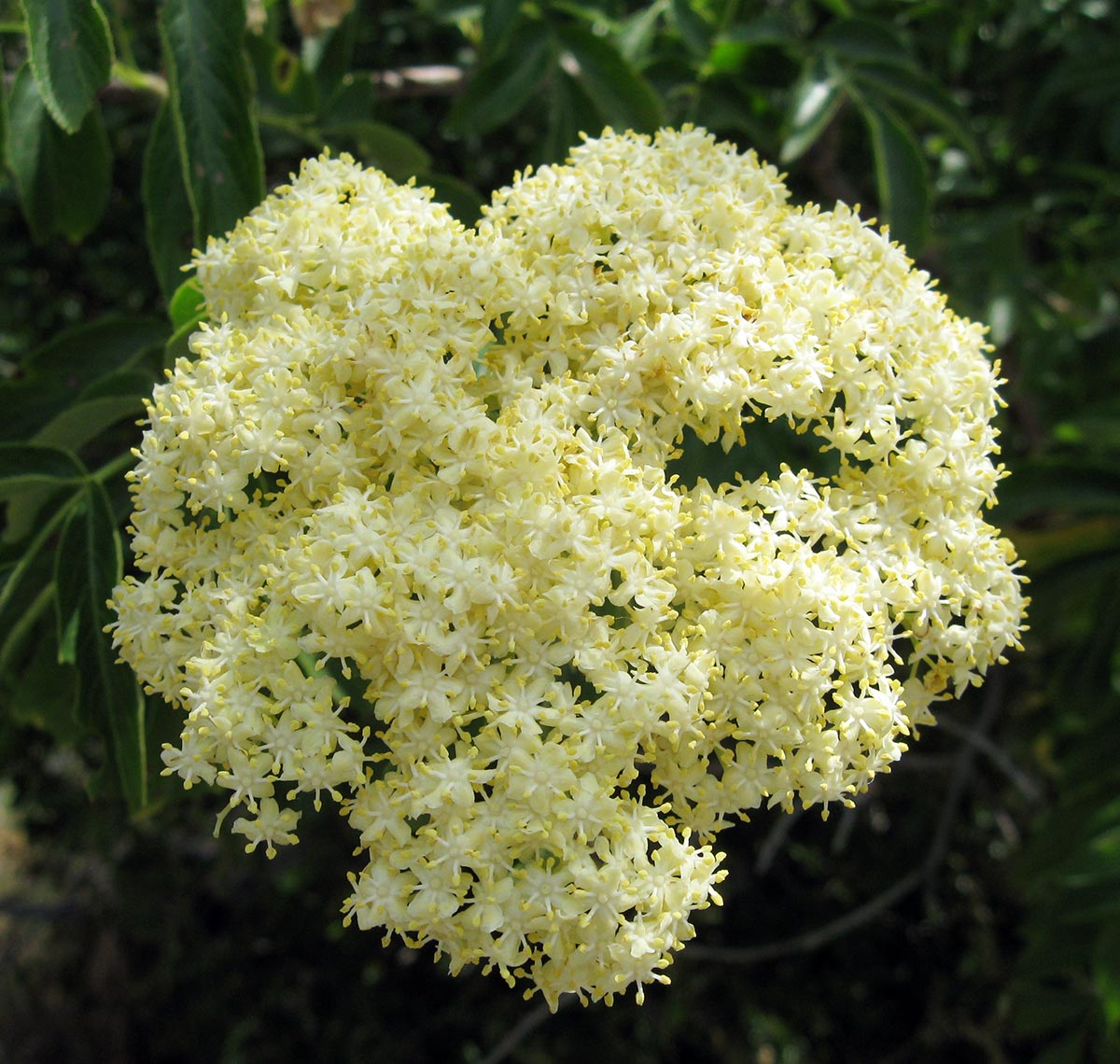 Close up of a cluster of elderflowers. 