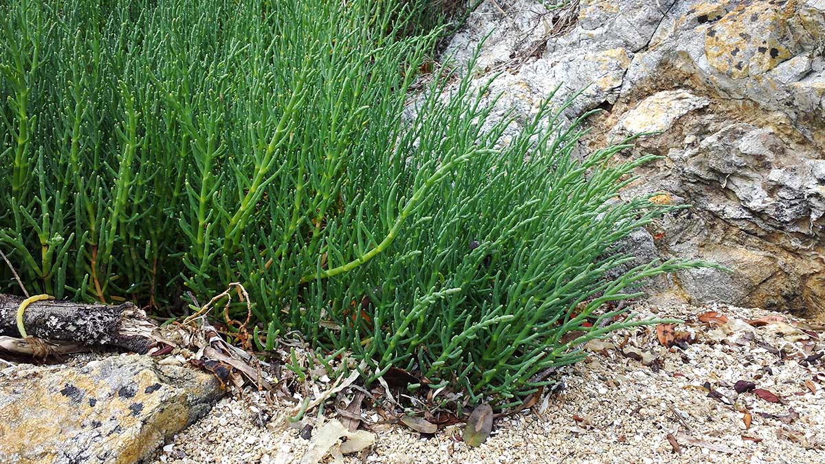 Salicornia growing along the seaside. 