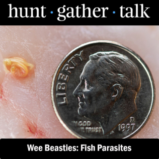 Podcast art showing a dime and a seal worm in fish flesh.