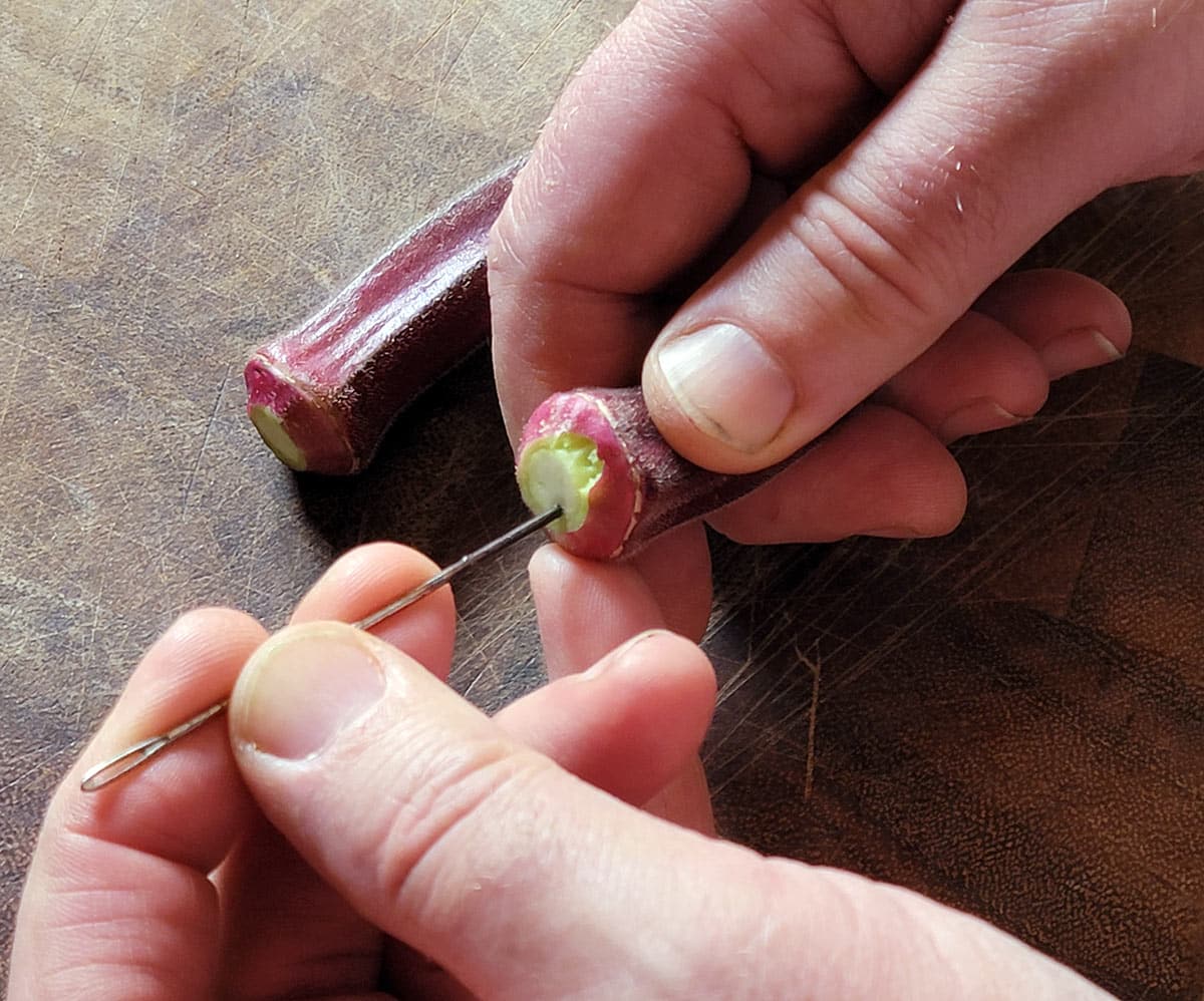 Piercing the tops of okra to make spicy okra pickles. 
