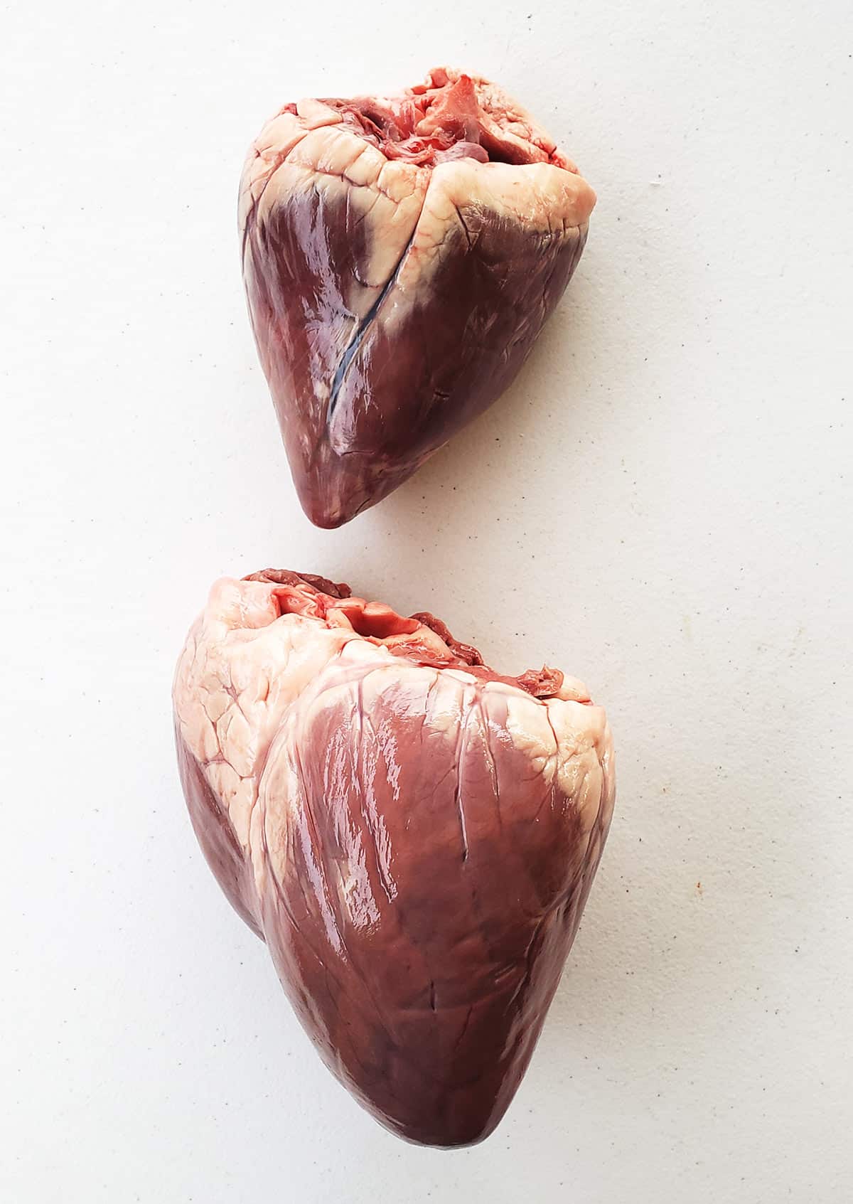 Deer heart anatomy new arrivals