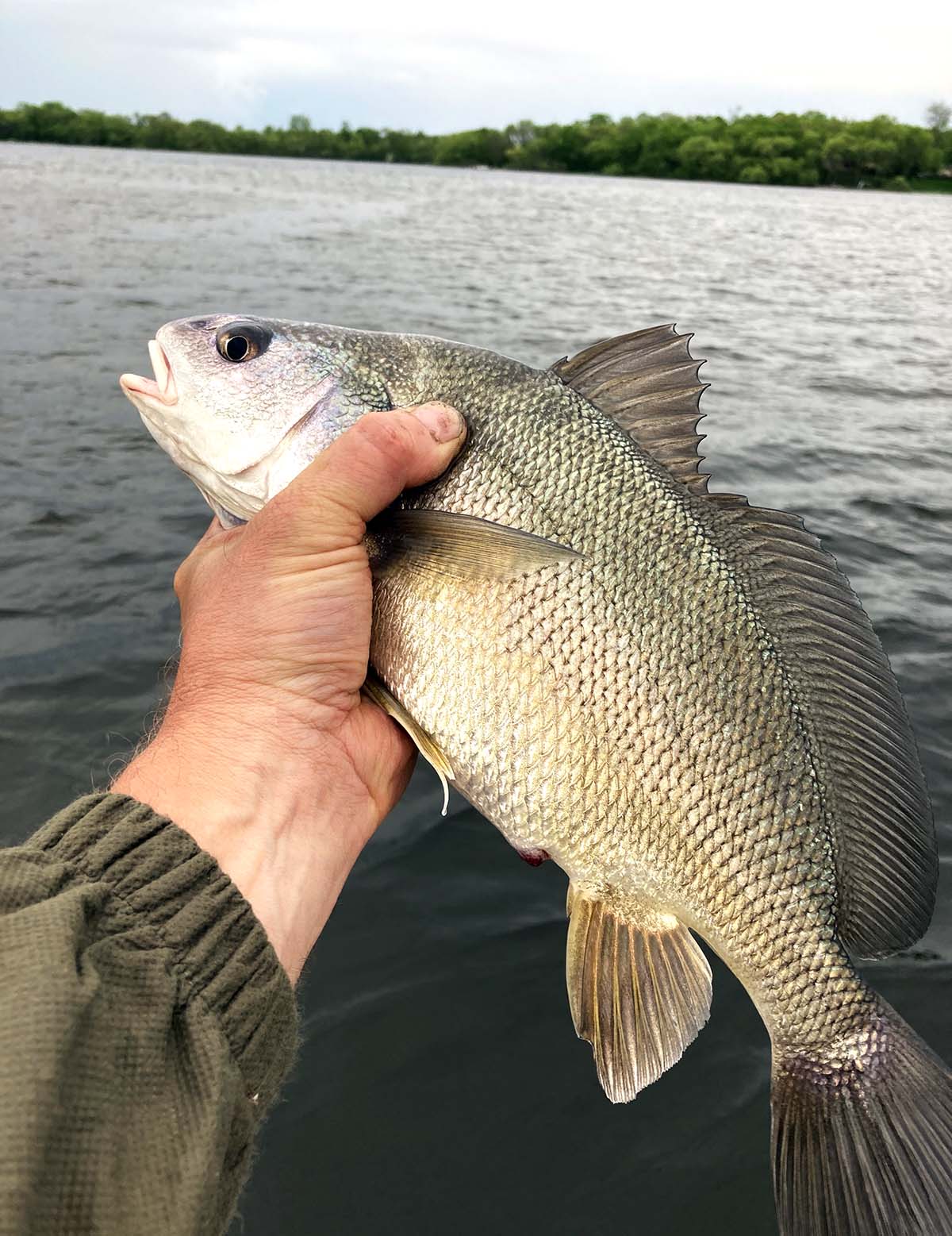 Catching a freshwater drum.