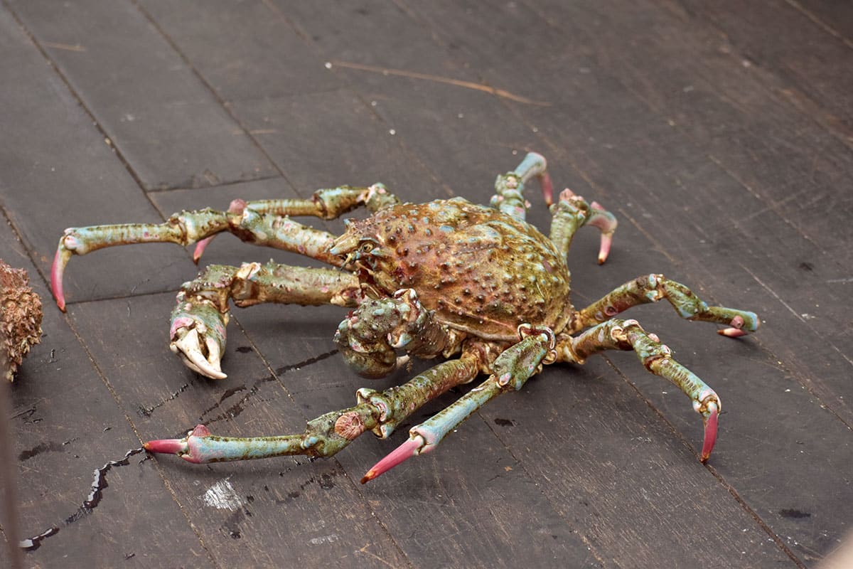 An Atlantic spider crab, wandering around on the dock.