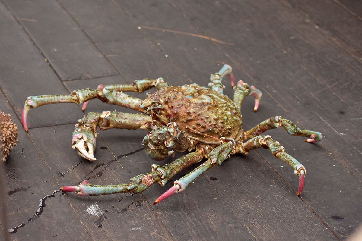 Japanese Spider Crab Eating A Person