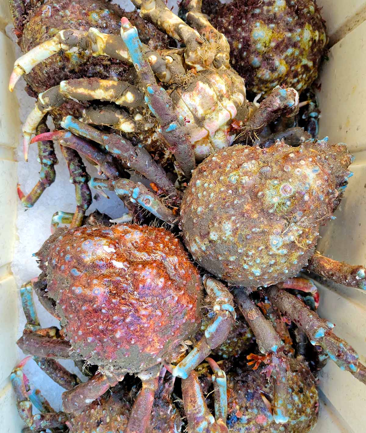 Live Pacific spider crabs, sheep crabs, in a market in Ensenada, Mexico. 