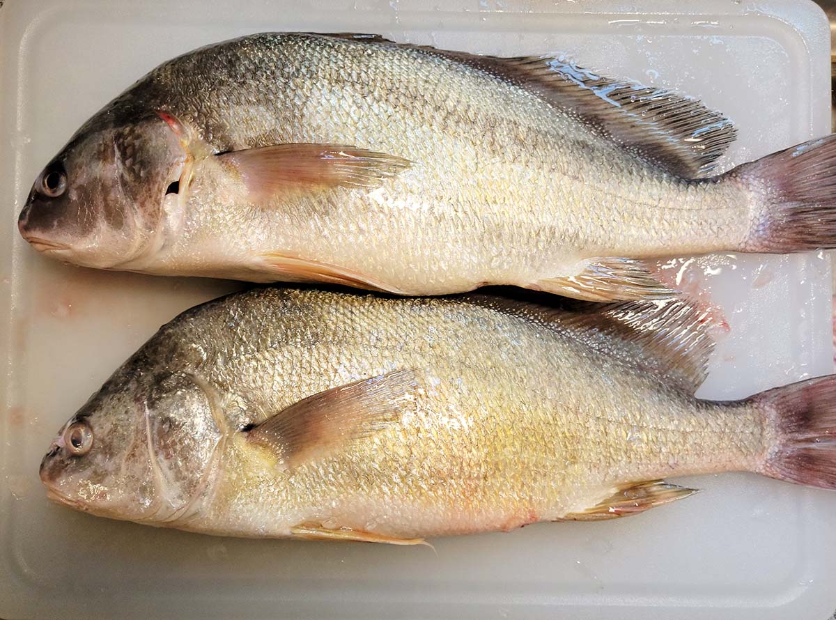 Two freshwater drum, gaspergou, ready to be cleaned. 