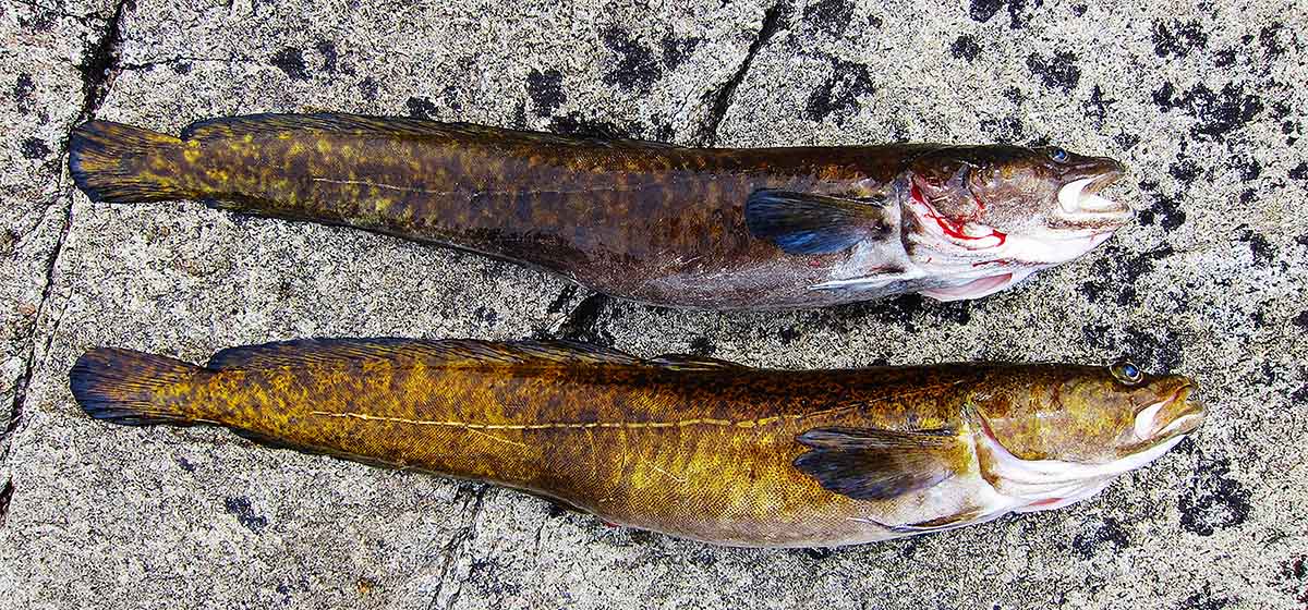 Two burbot caught in Manitoba, Canada. 