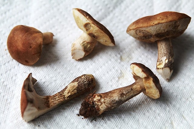 Older birch boletes, showing the white pores. 