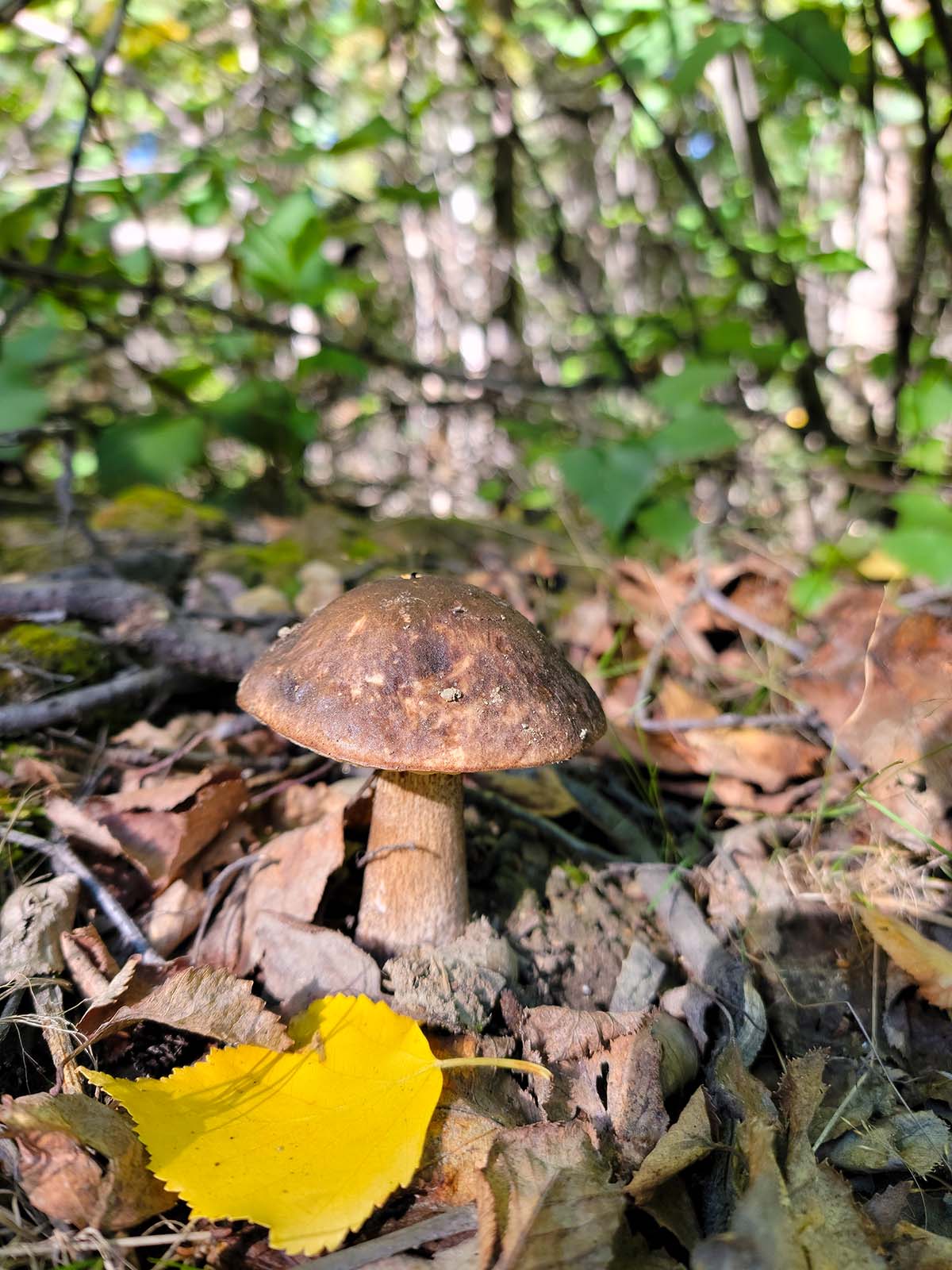 Brown birch bolete in Alaska.