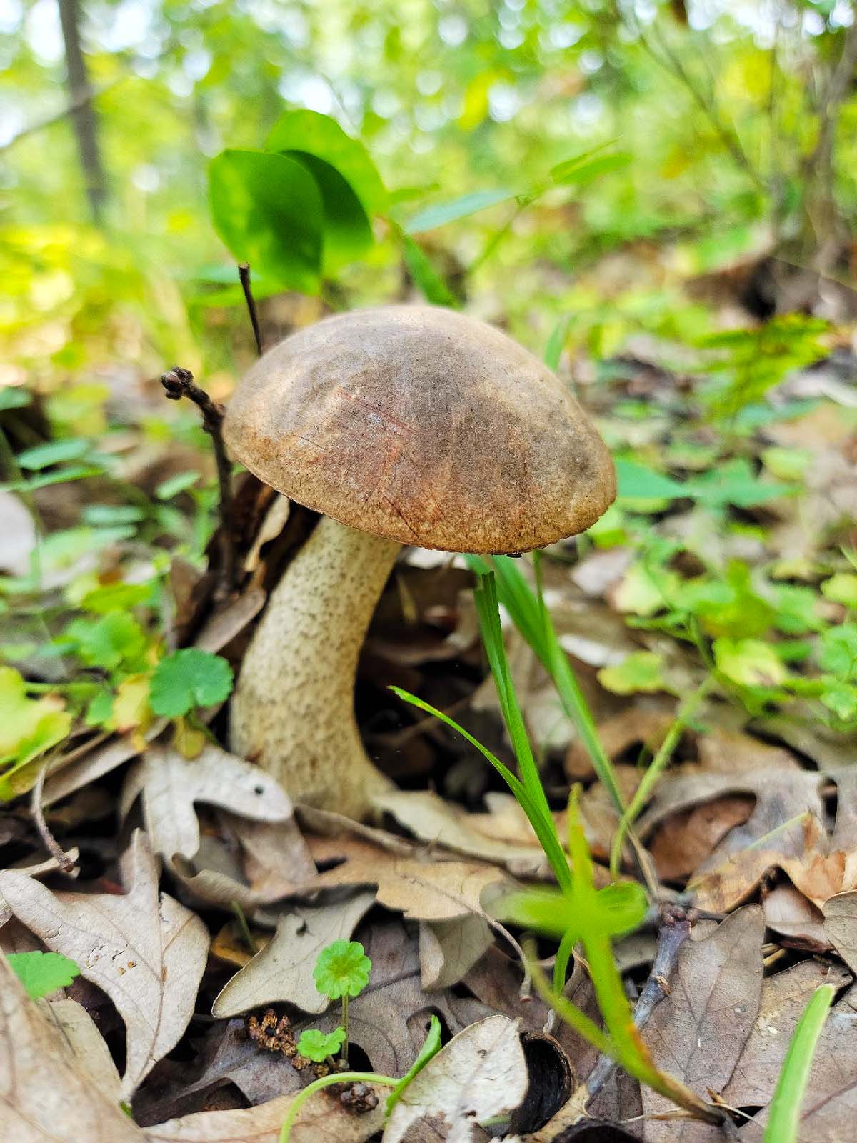 A mature birch bolete in Minnesota. 