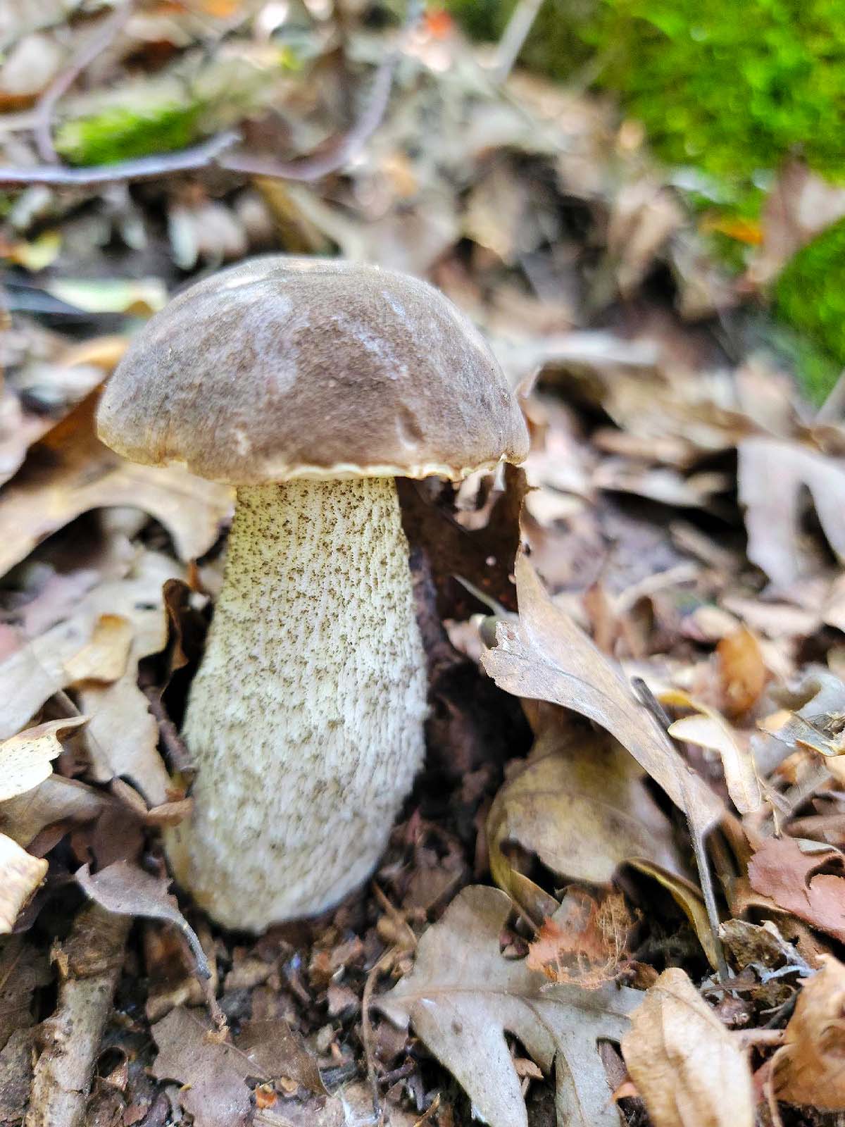 A young birch bolete growing in Minnesota. 