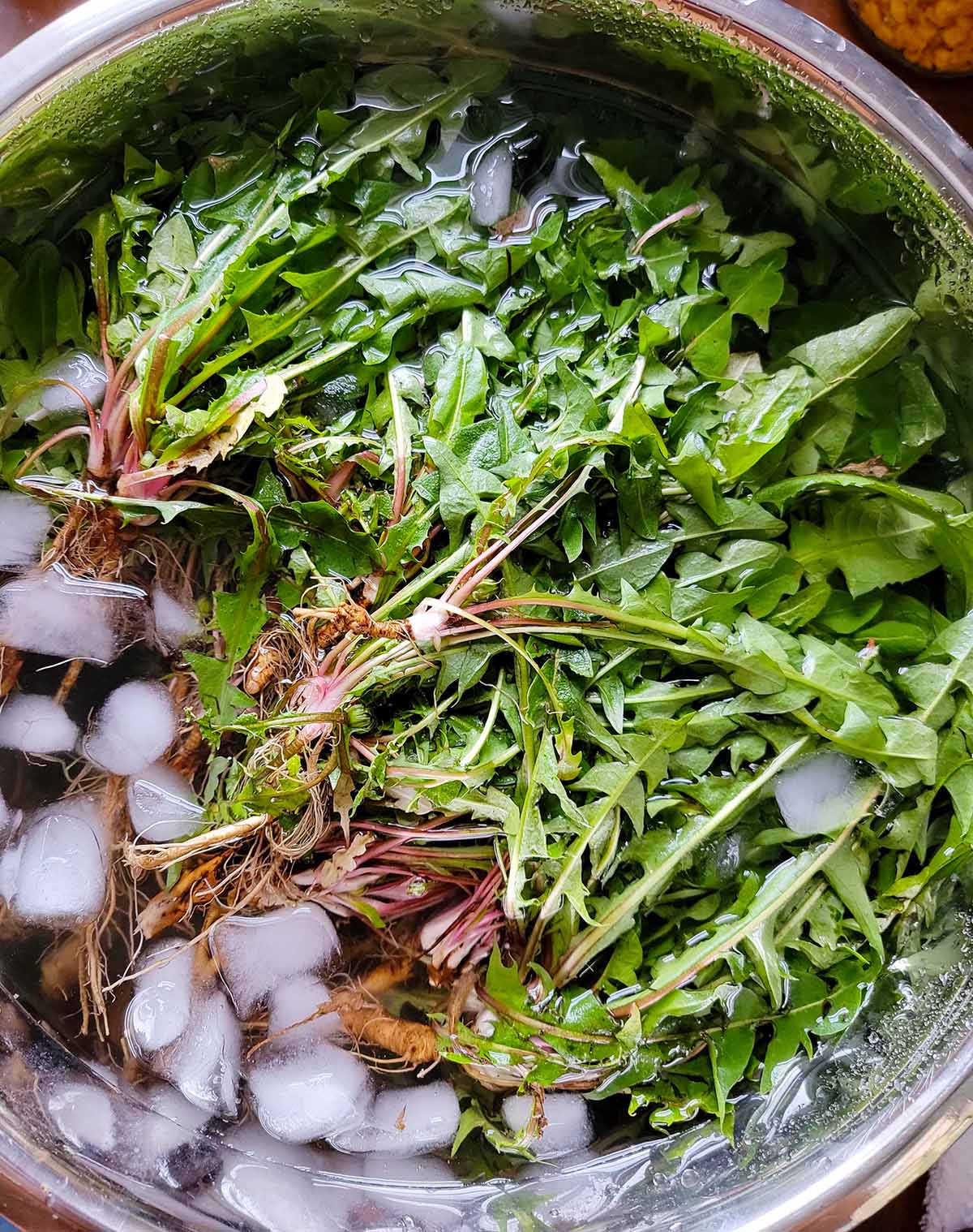A bowl of dandelion greens soaking in ice water. 